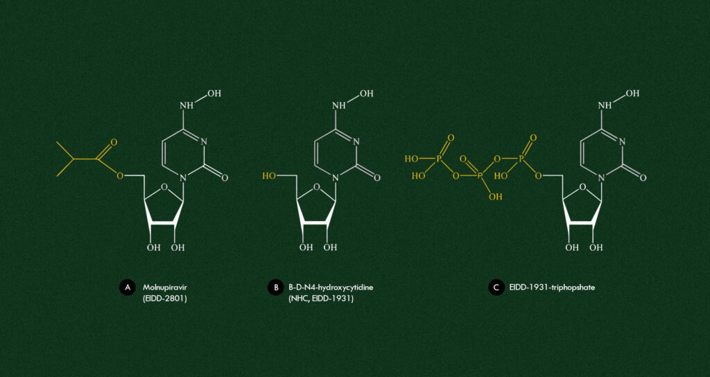 The chemical structures of Molnupiravir, NHC and EIDD-1931-triphopsphate.